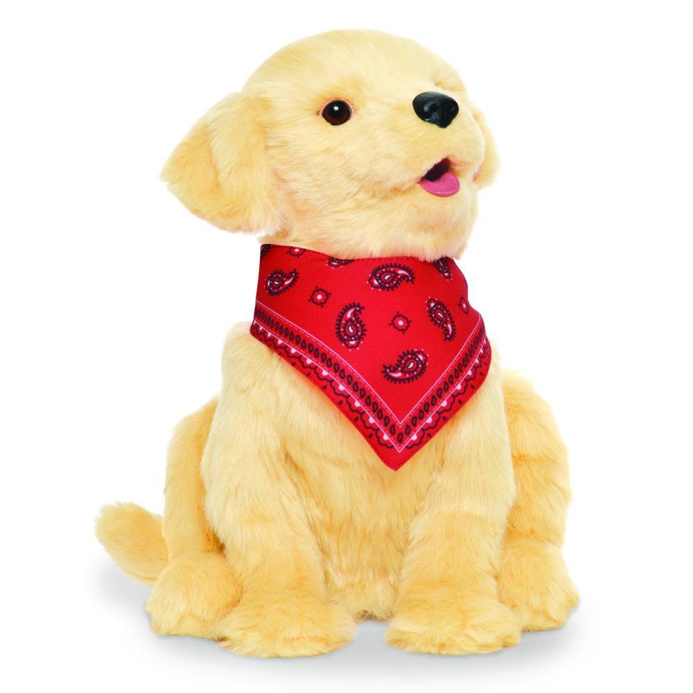 Hvalp, Golden Retriever-image