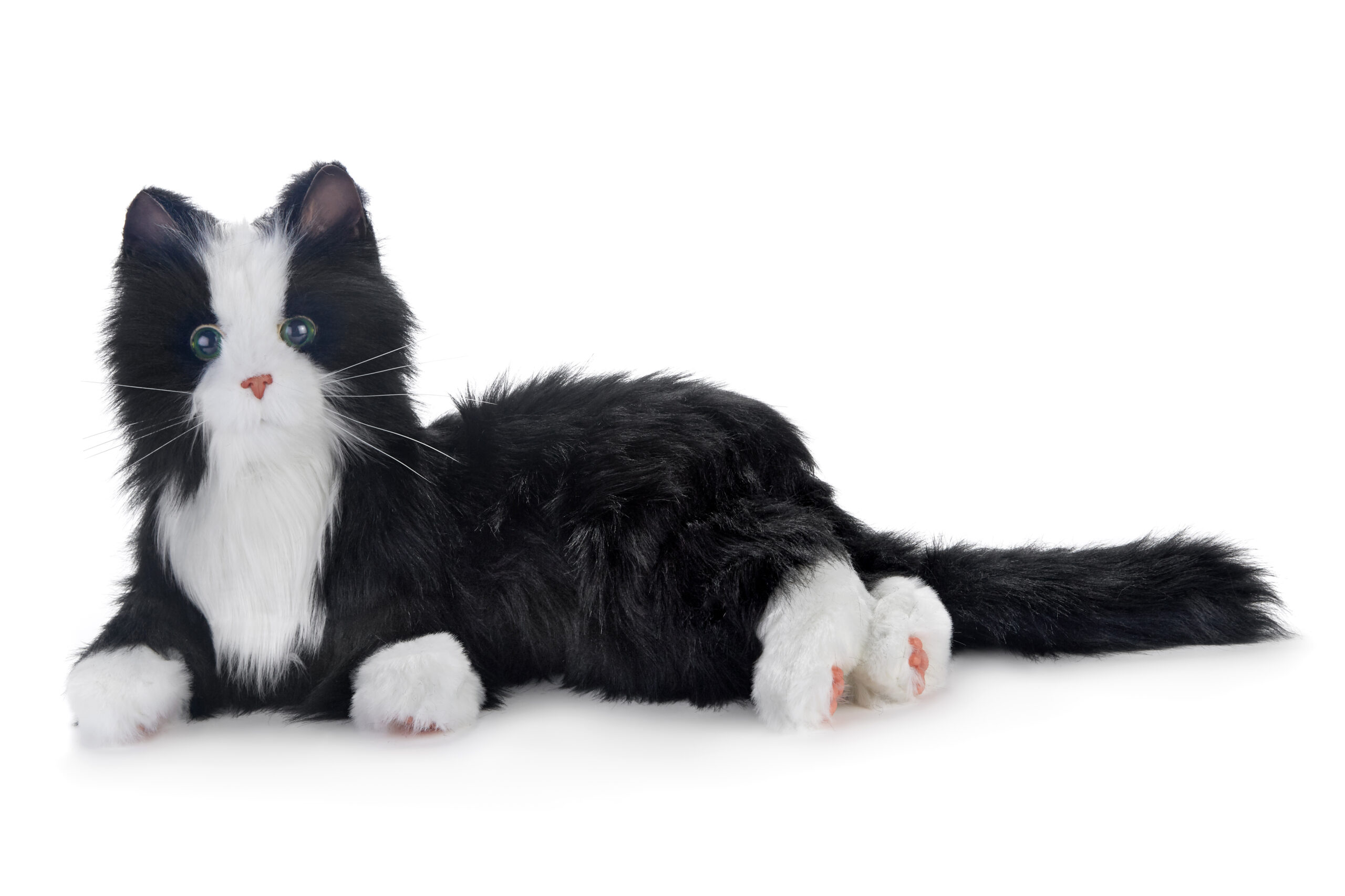 Kat - Tuxcedo, sort og hvid-image